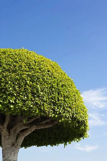Tree Fellar Professional Tree Feller | Tree Felling & Removal Services in Randburg ...