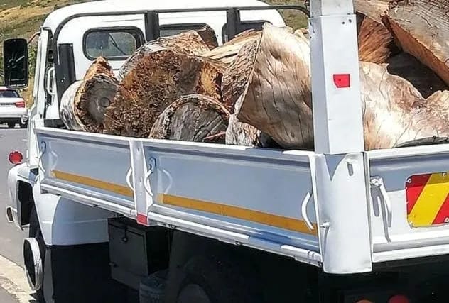 Tree Fellar Professional Tree Feller | Tree Felling & Removal Services in Randburg ...