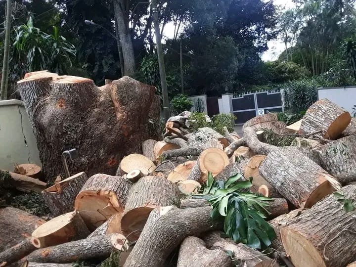 Tree Fellar Professional Tree Feller | Tree Felling & Removal Services in Randburg ...