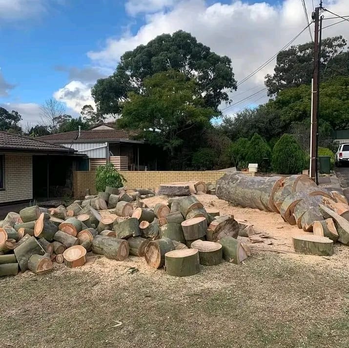 Tree Fellar Professional Tree Feller | Tree Felling & Removal Services in Randburg ...